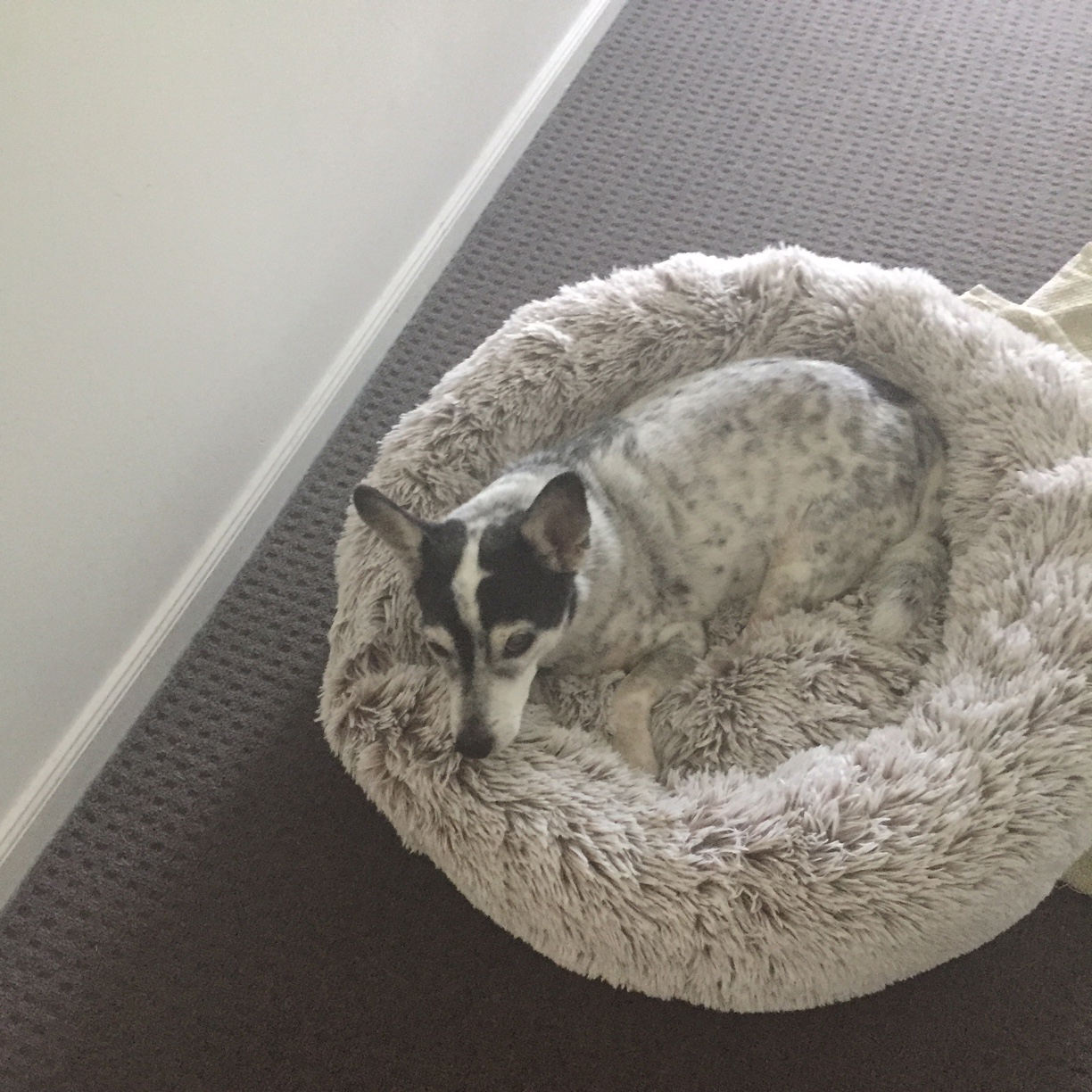 Koby’s story Dr Nat helped Koby with pancreatitis, allowing him to live a healthy long life.