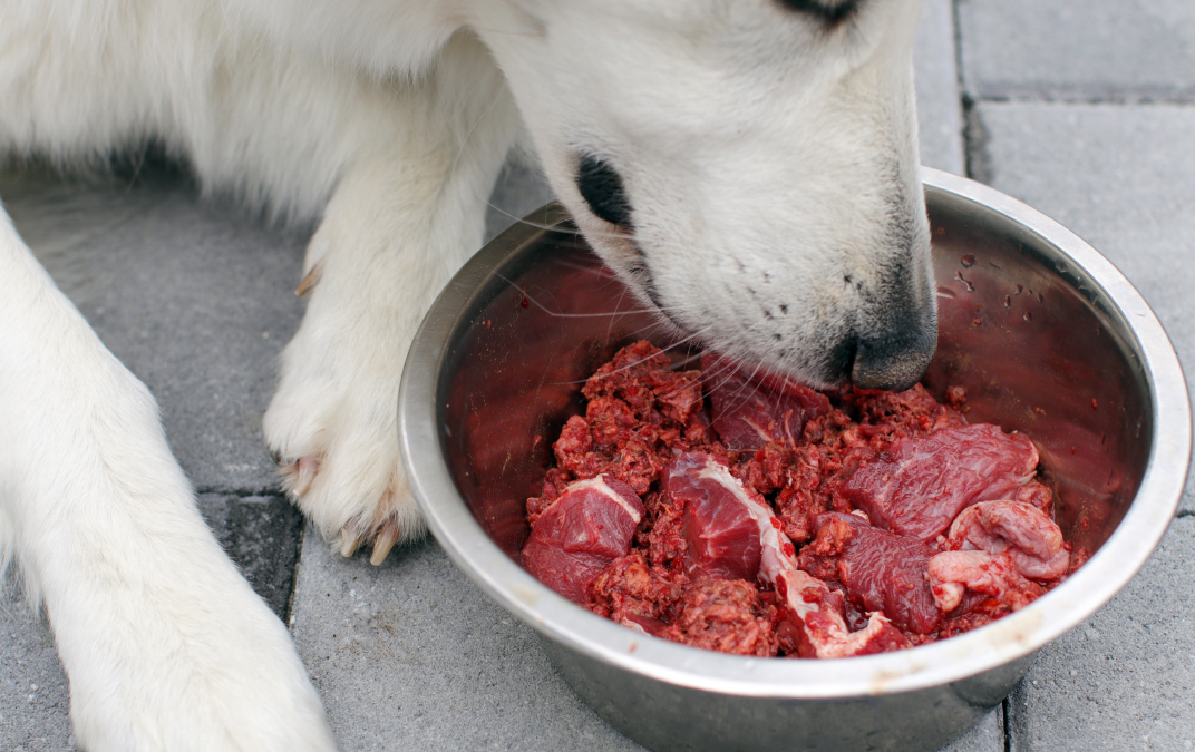 Why a raw diet is the best diet for our dogs and cats.
