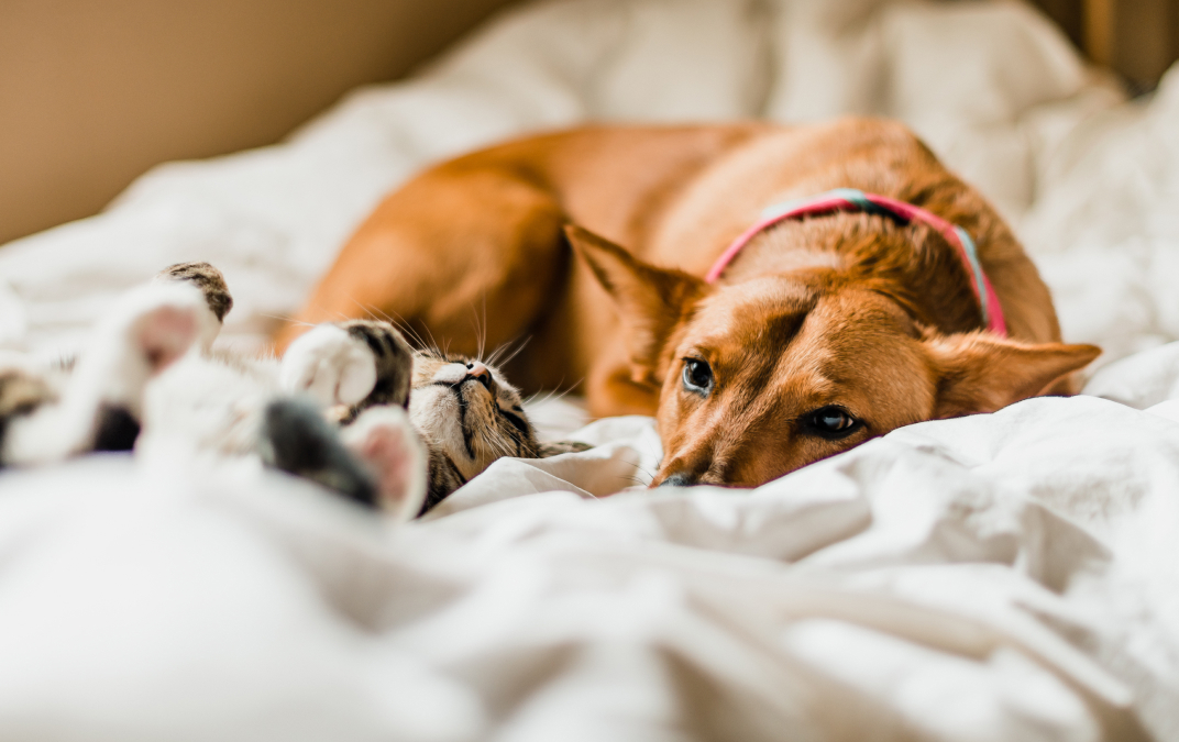 Ways to help your pets upset stomach. Dr Nat explains…