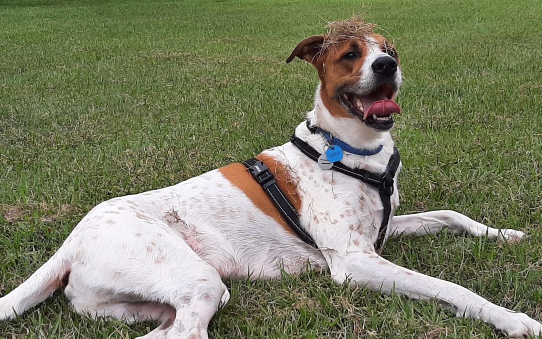 Charlie and Koji’s Story