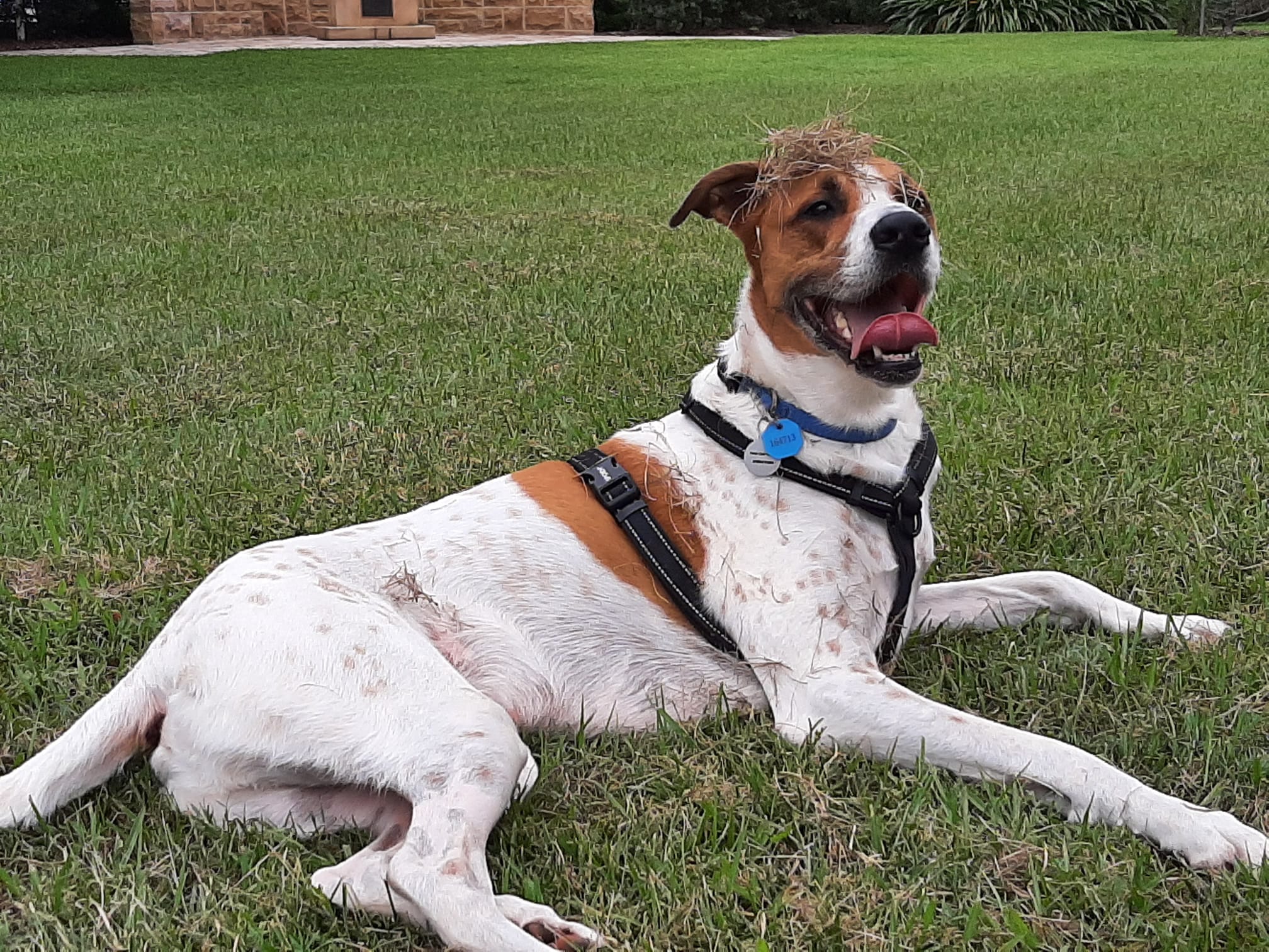 Charlie and Koji’s Story I’ve been so happy with the professionalism, care and support Natalie has given to all of my furbabies.