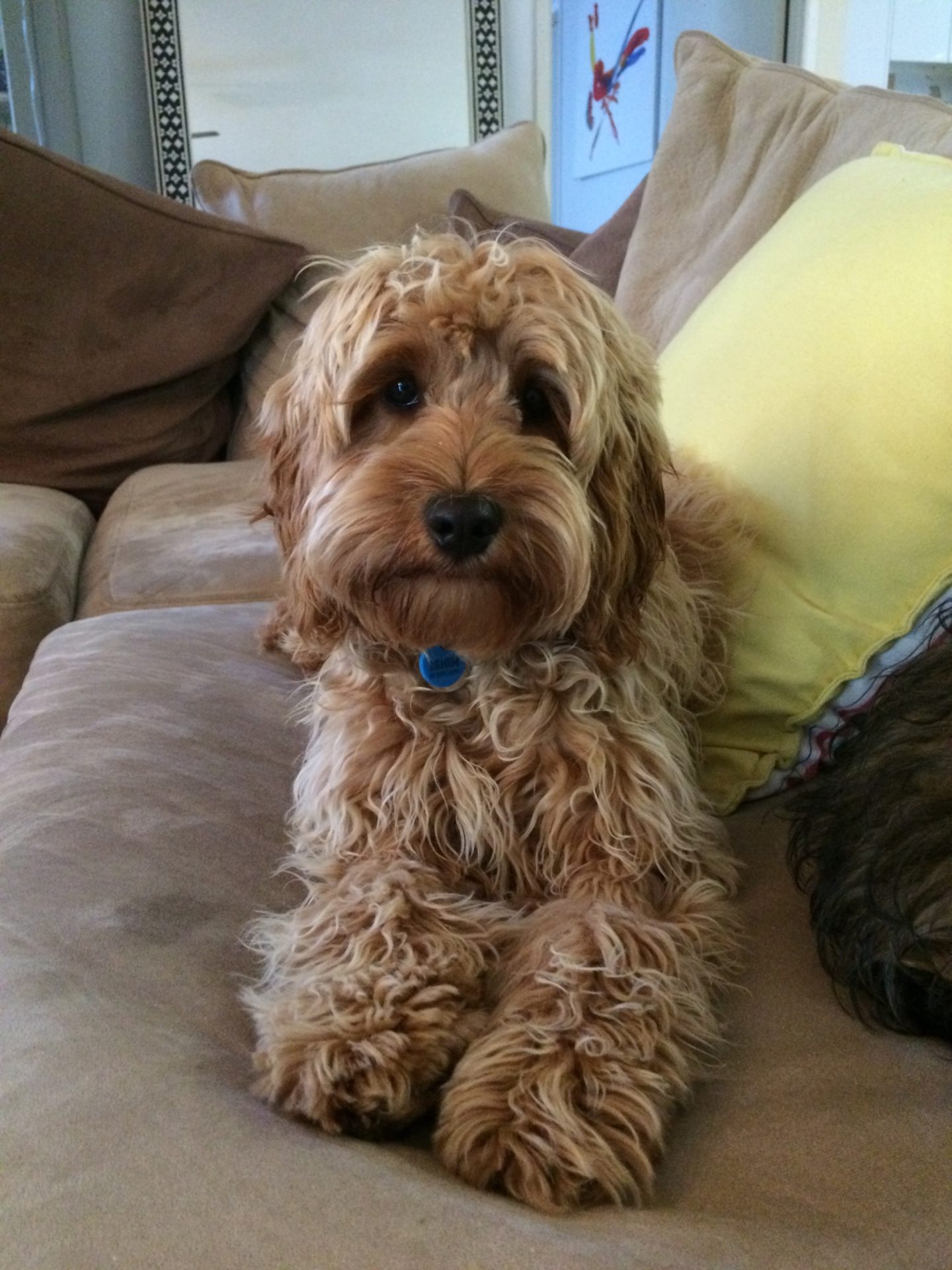 Zelda’s Story Natalie is a compassionate and highly skilled practitioner, and we recommend her expertise and methods to anybody with pets with the most extreme allergies.