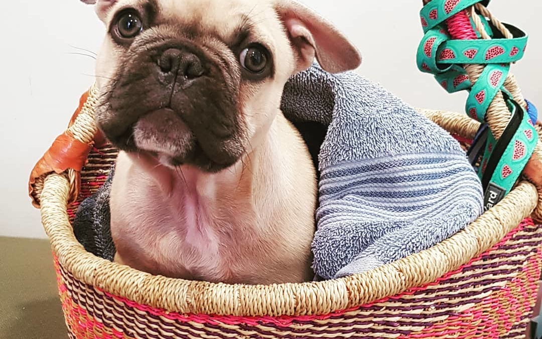 Everything you need to know to keep your new puppy or kitten healthy.