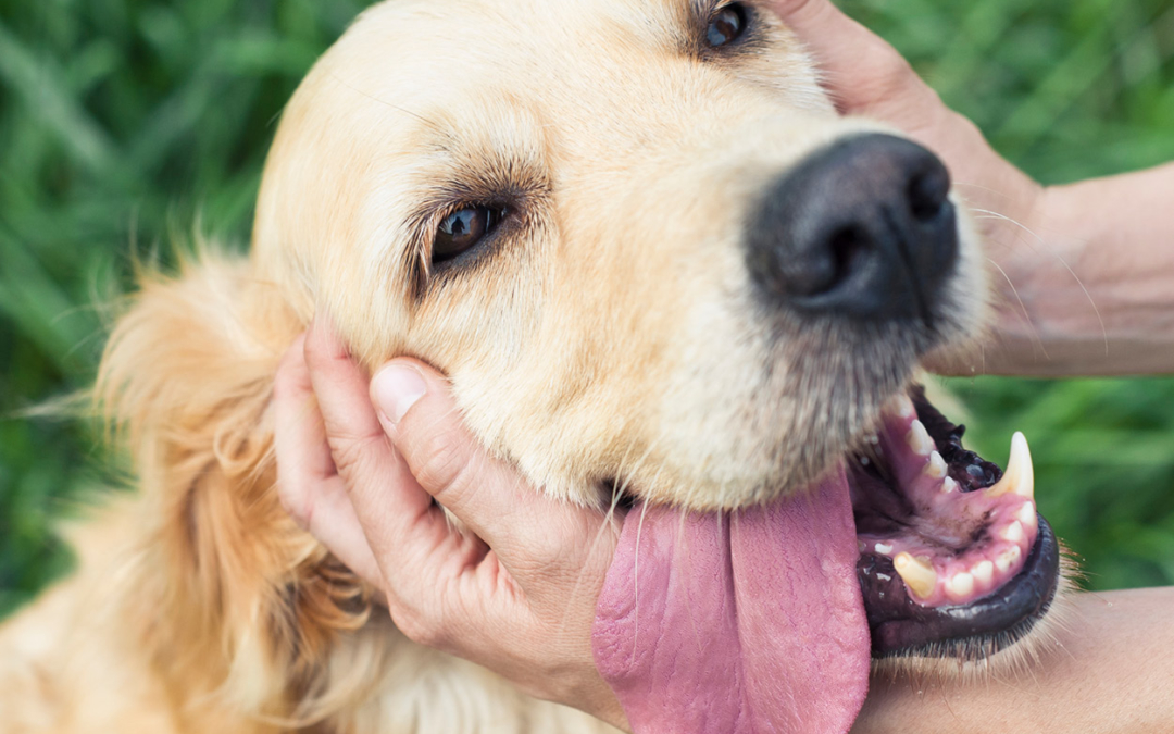 What is a holistic vet?