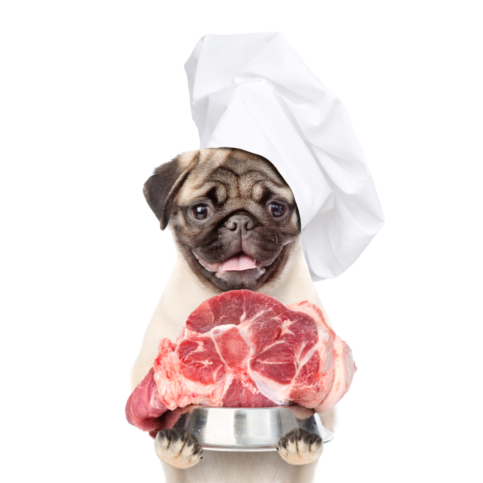 Funny,Puppy,In,Chef’s,Hat,Holding,Bowl,Of,Raw,Meat.