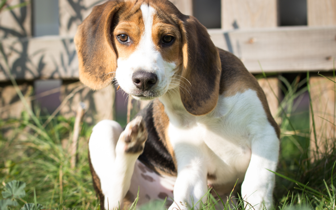 How to stop your dog from scratching all the time.