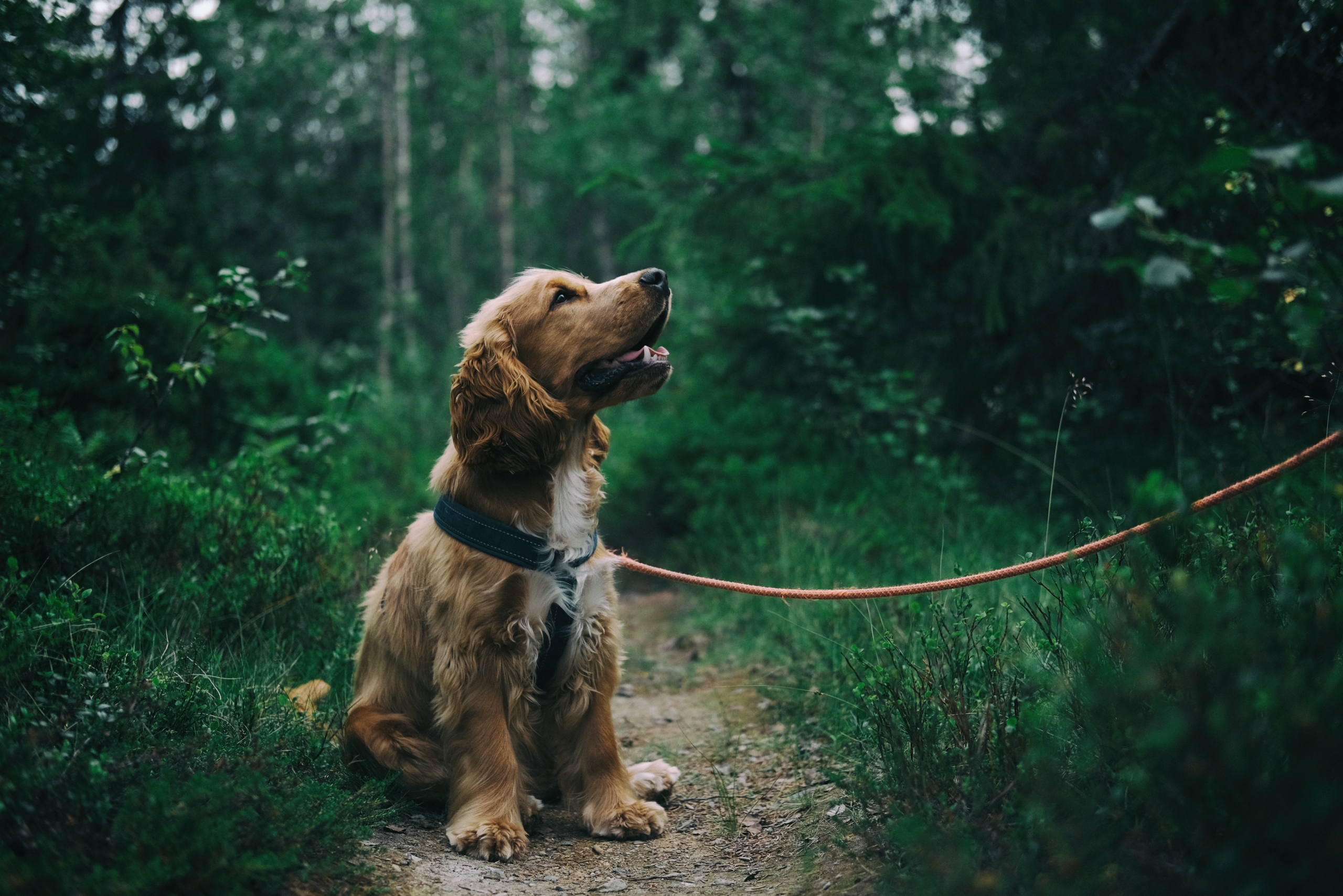 Pup on leash Puppy going for a walk