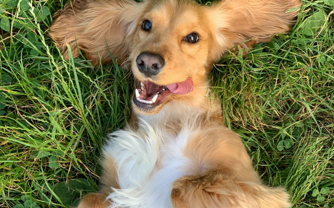 What is the best age to desex my dog?