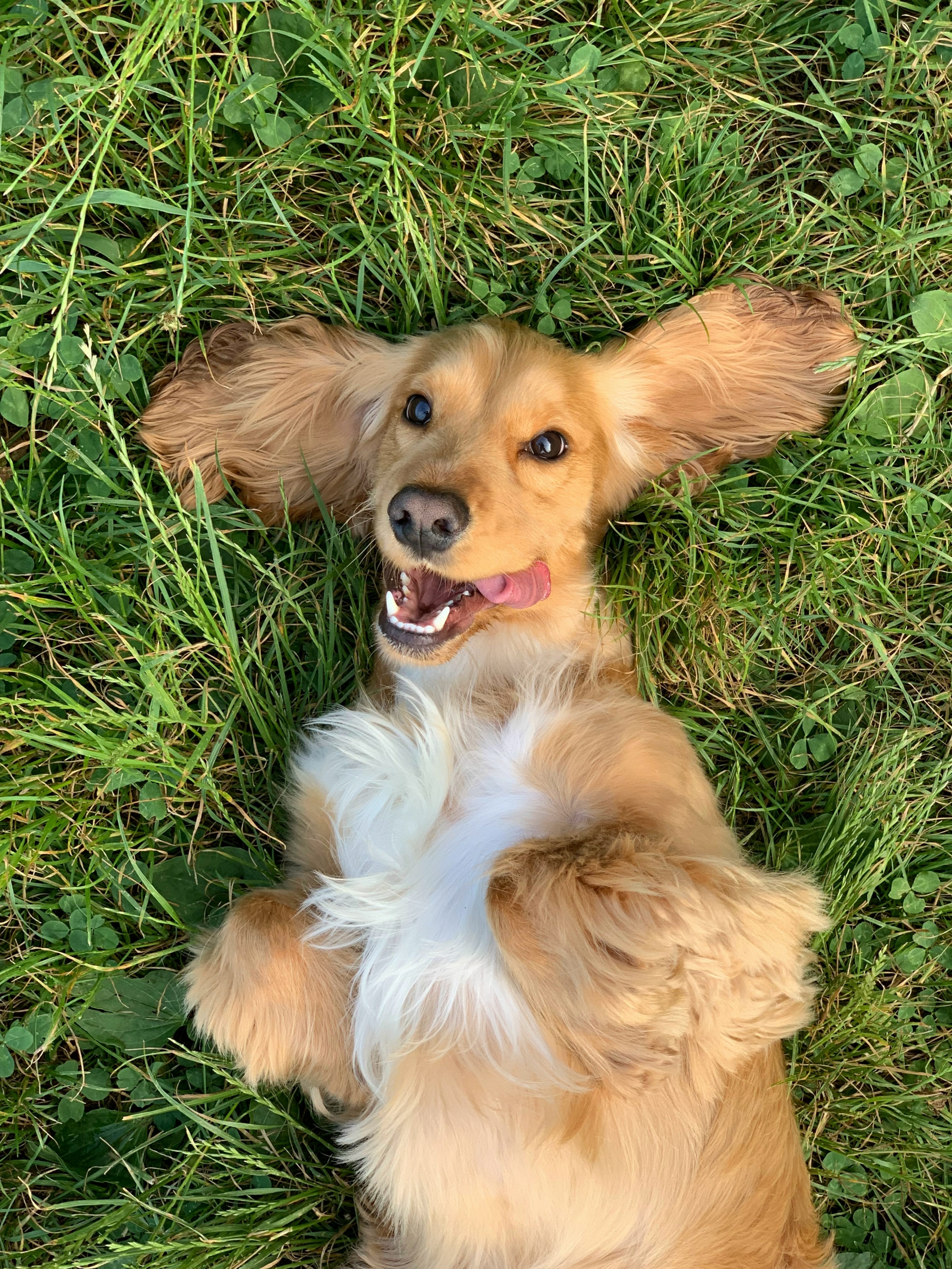 Cocker spaniel pup laying on back. Playful pup rolling on back.