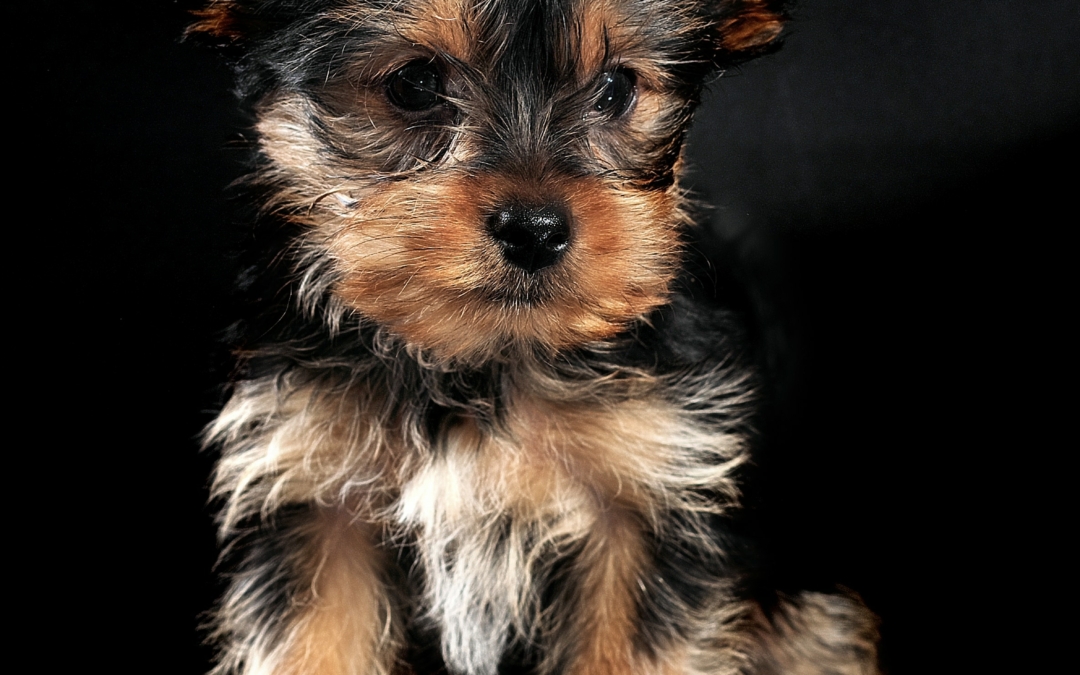 How much should I feed my puppy?