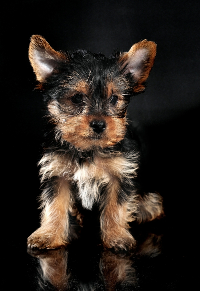 Terrier puppy.