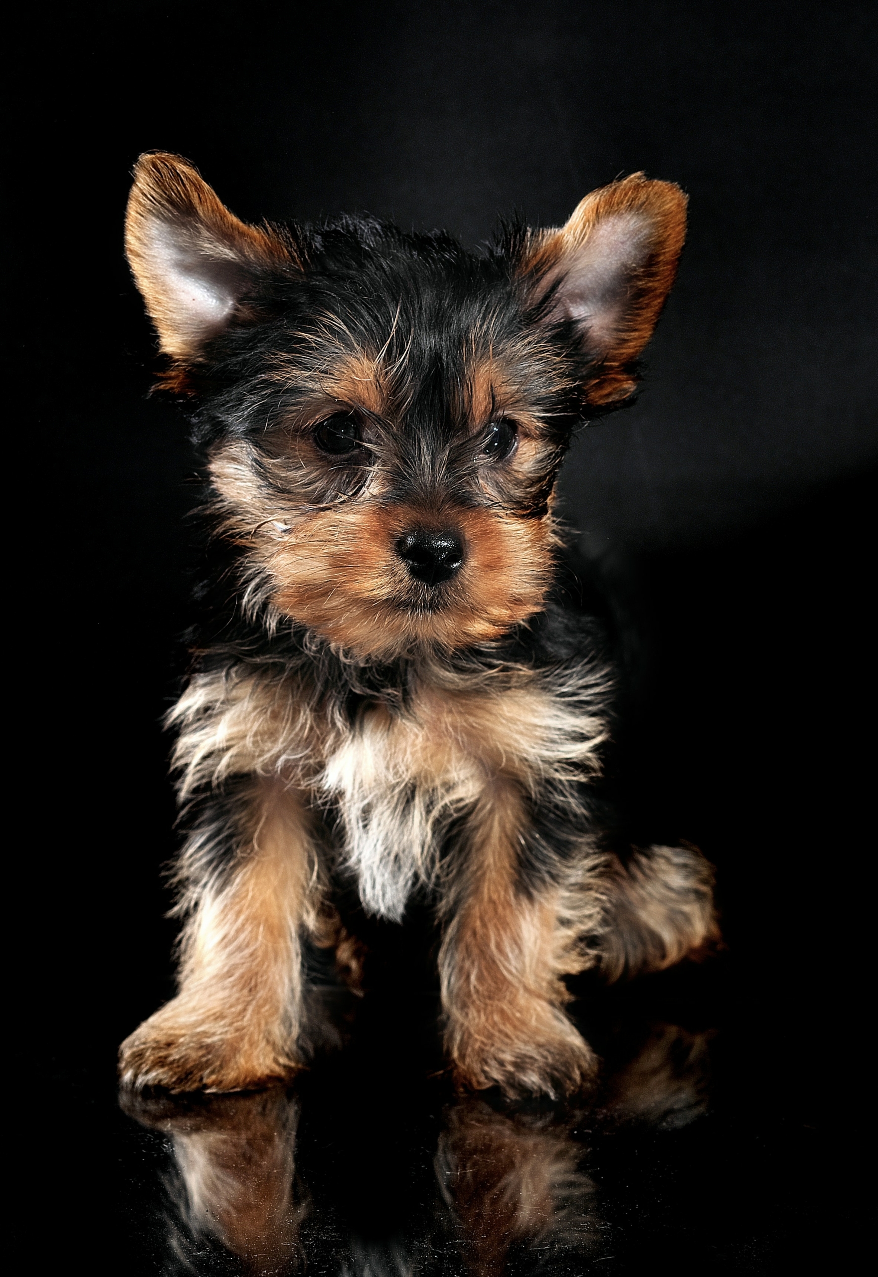Cute terrier pup Terrier puppy.