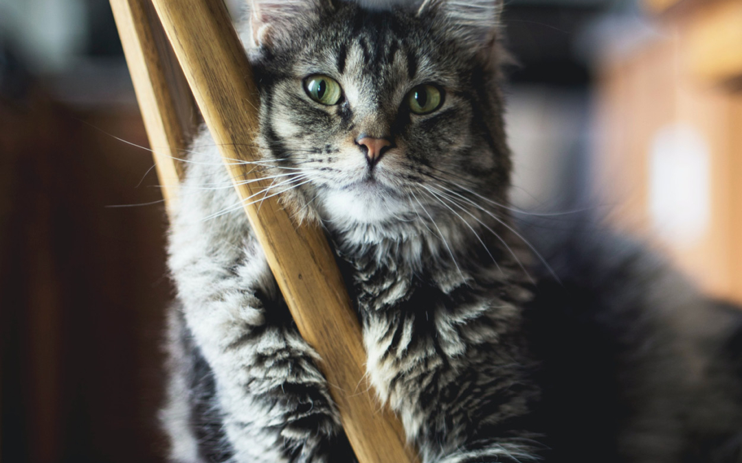 A step by step guide on how to feed your cat a raw balanced diet…