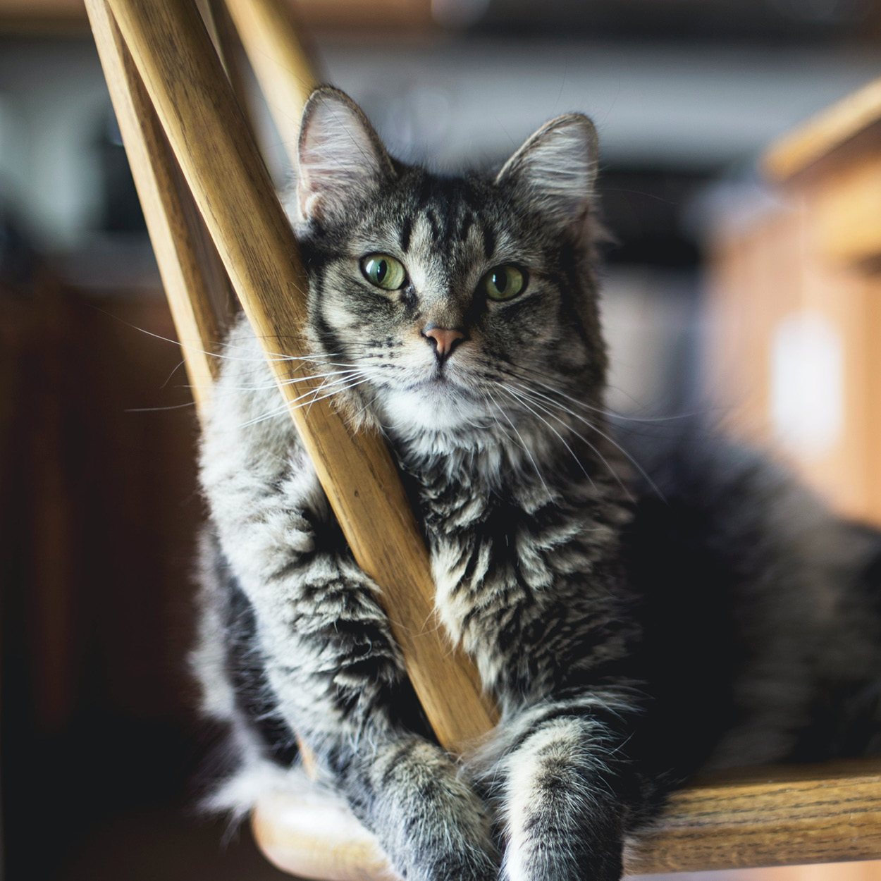 Cat posing Cat hanging out.