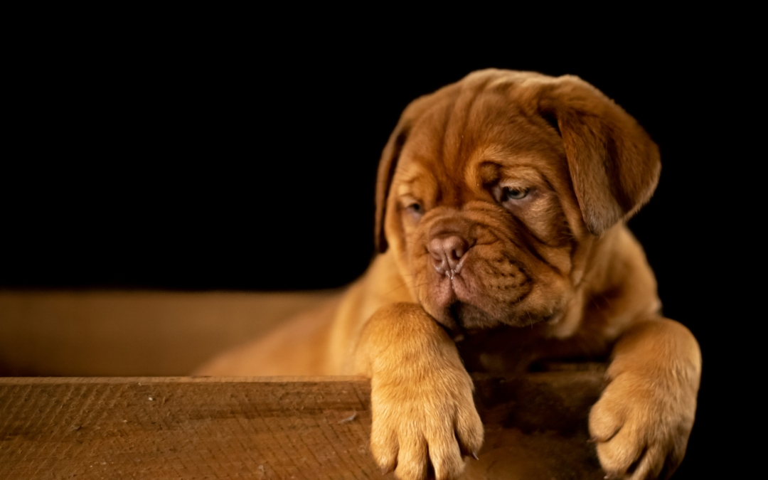 The Gut-Skin-Immune-Behaviour Connection: Why Your Pet’s Gut Health Matters for Chronic Illness